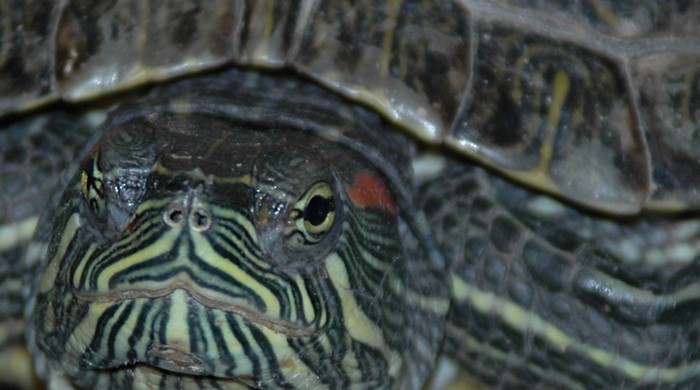 Close up shot of red slider turtles head.