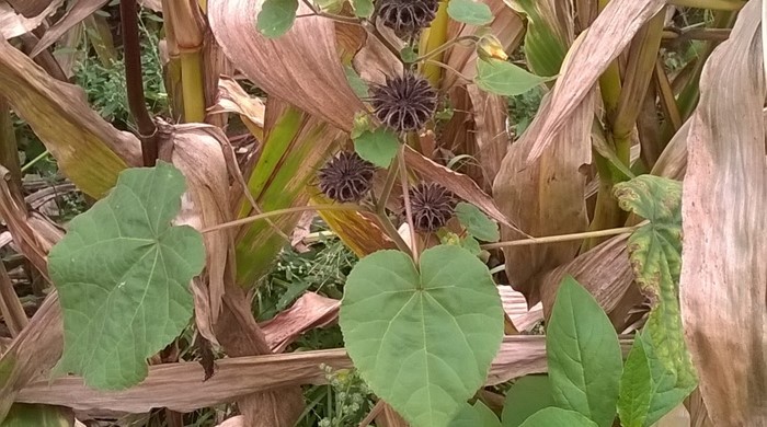 Velvet Leaf plant with seed pods growing in maize.