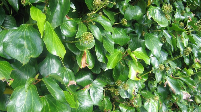 English ivy with green flower heads climbing a wall.
