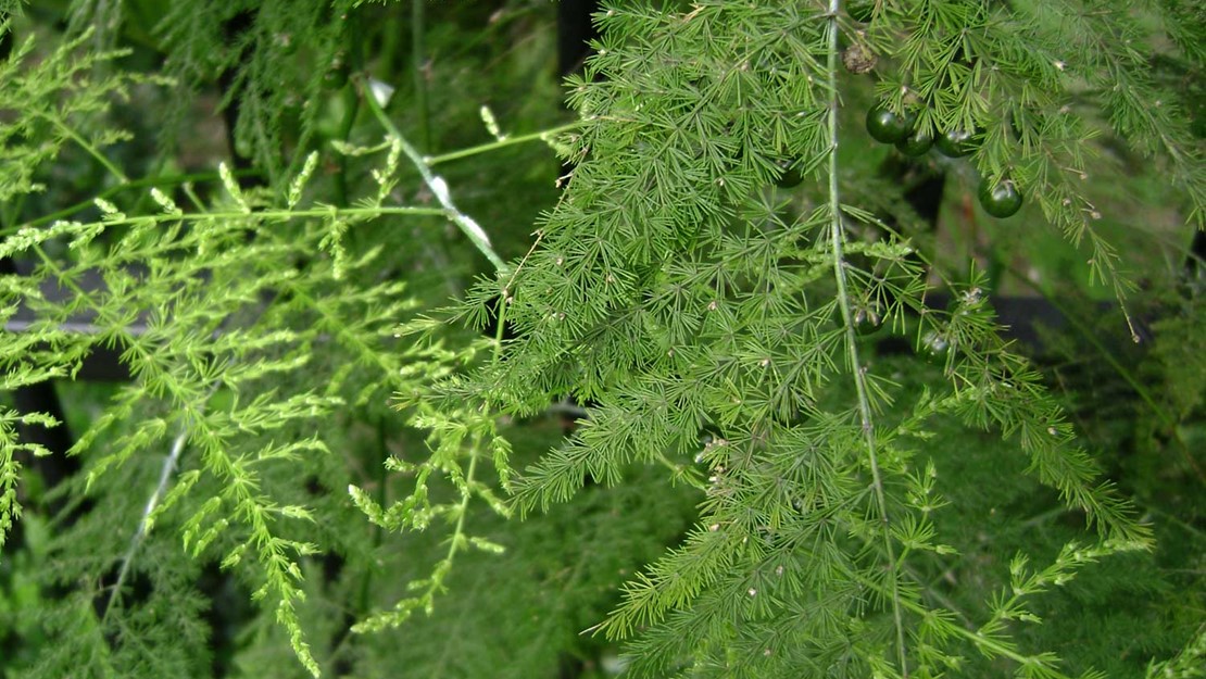 Fronds of the ferny asparagus.