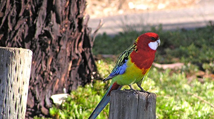 A brightly coloured eastern rosella perched on a post.
