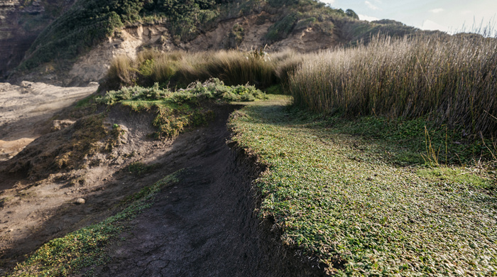 Turf bordering on sandy dunes with tall grass in the background.