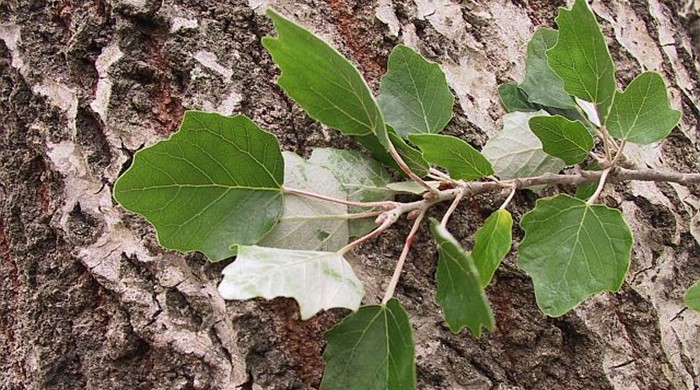 Silver Poplar leaves on tree trunk showing undersides.