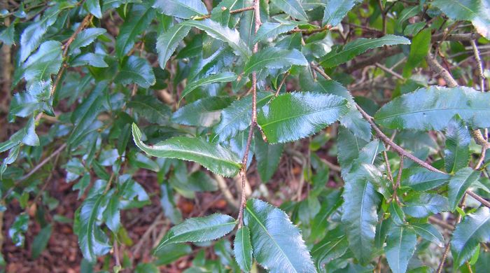 Glossy leaves of Mickey Mouse Plant.