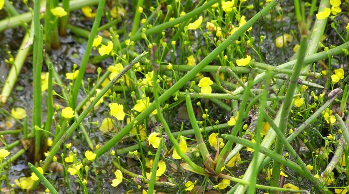 Close up of bladderwort flowers.