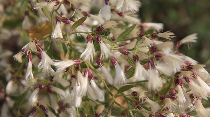 Close up of the baccharis tree flowers in clusters of white flowers with red bases.
