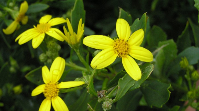 Yellow flowers of the boneseed plant. 