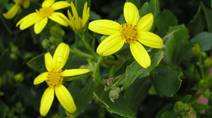 Yellow flowers of the boneseed plant. 