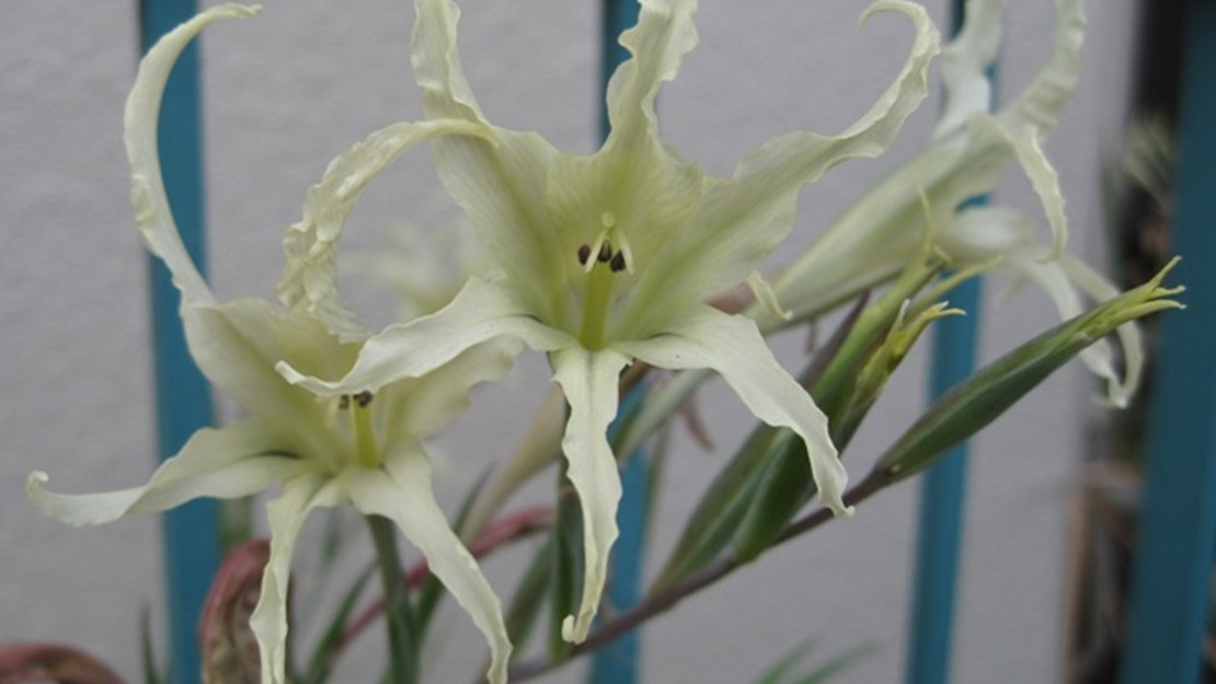 Close up of white gladiolus flowers.