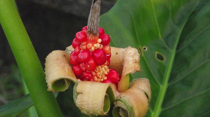 Close up of an elephant's ear fruit growing in the centre of a peeled sheath.