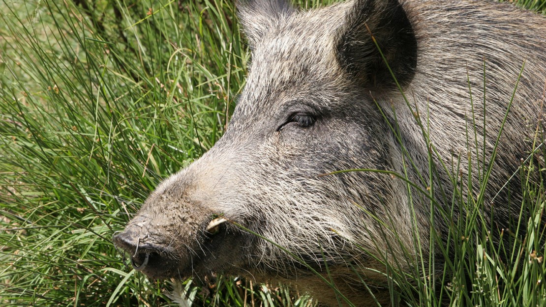 A hairy feral pig.