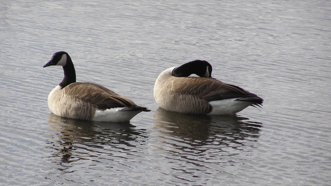 A pair of Canada geese chilling on a lake. 