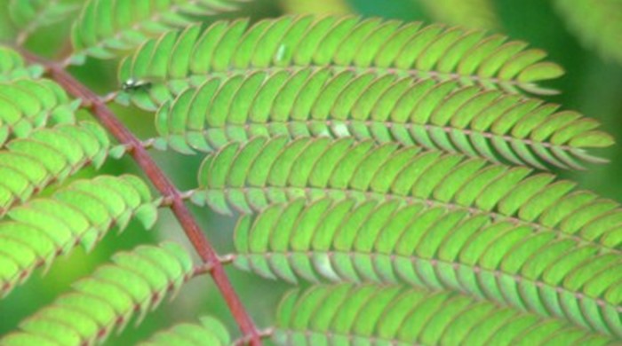 Close up of silky acacia leaves.