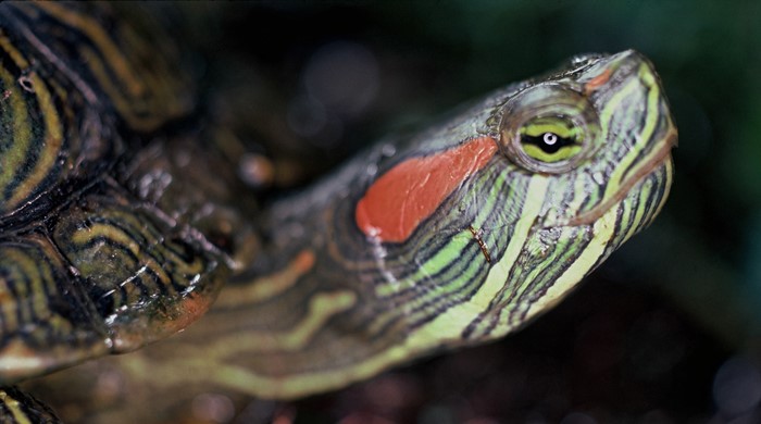 The red eared slider turtle looking up past the camera.