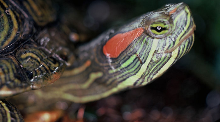 The red eared slider turtle looking up past the camera.