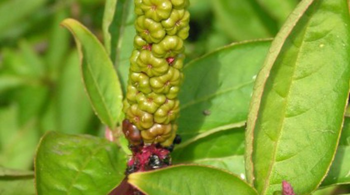 Close up of immature seed head.