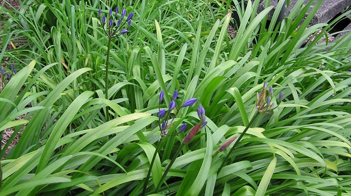 A large cluster of agapanthus by some stairs.