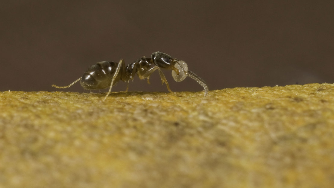 A side on view of Darwin's ant carrying a tidbit in its pincers.