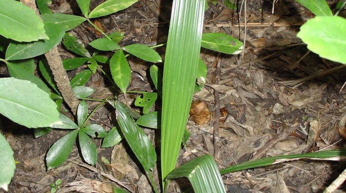 Phoenix palm sprouting from the ground.