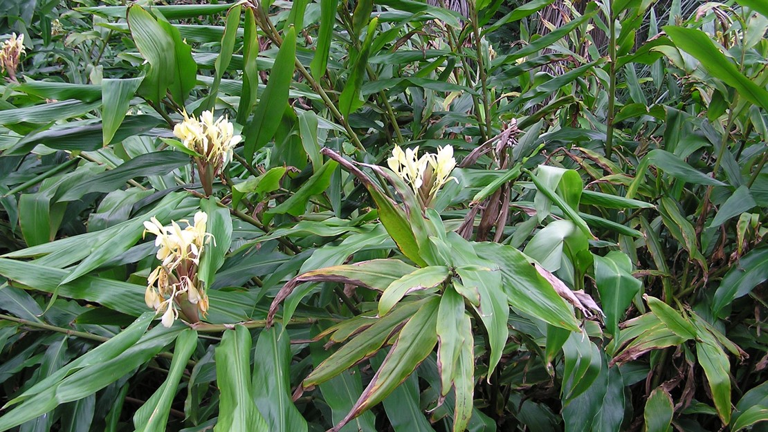 Wild Ginger clump with flowers.