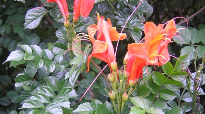 Cape honeysuckle with orange flowers at the tip.