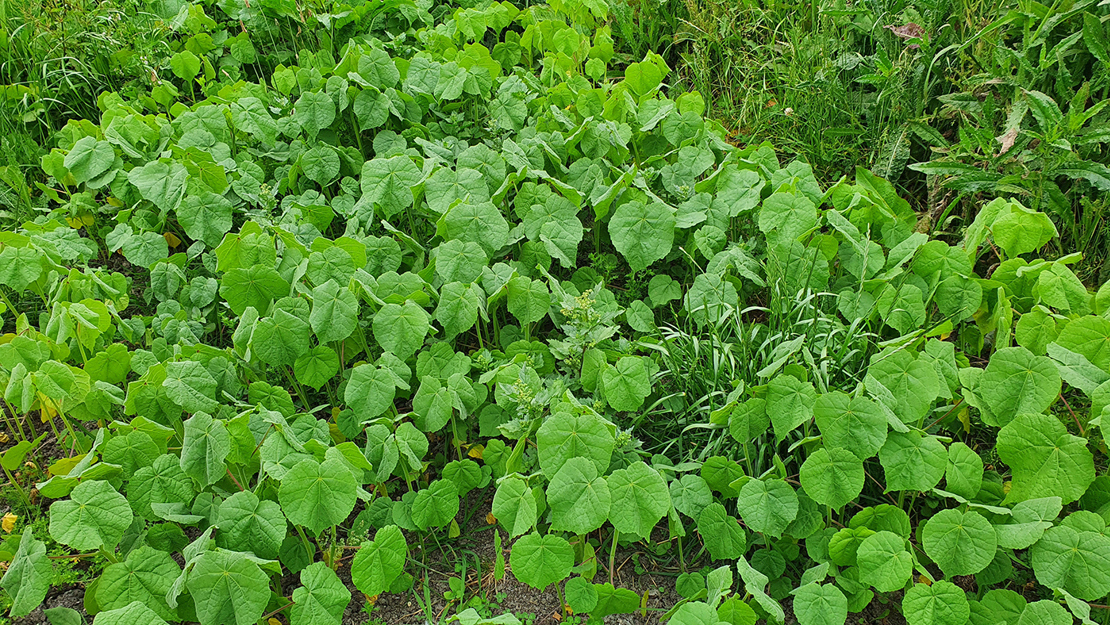 Close up of a cluster of velvet leaf.