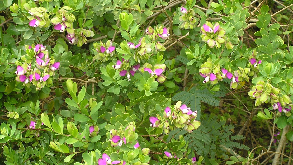 A mature Sweet Pea shrub with many flowers.