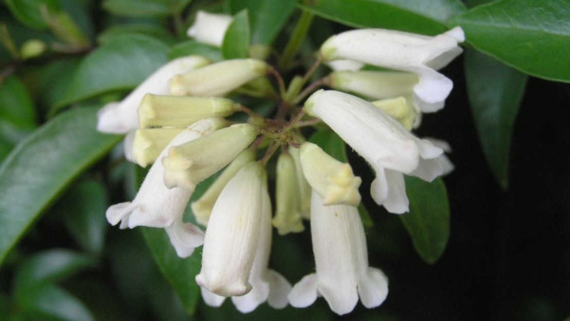 Close up of Wonga Wonga Vine flowers.