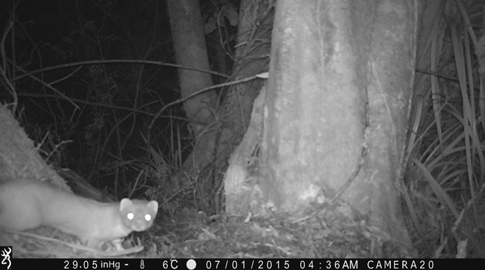 A shot of a stoat on a night surveillance camera.