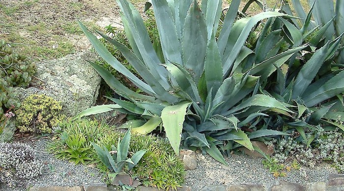 A photo showing green, sharply toothed Century Plant.