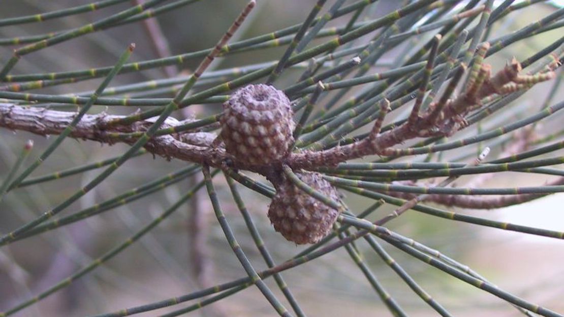 Close up of casuarina seeds.