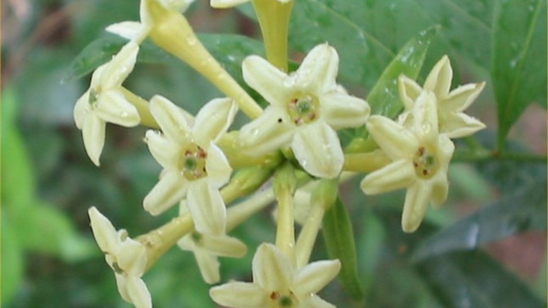 Green leaves with a cluster of light yellow star shaped flowers