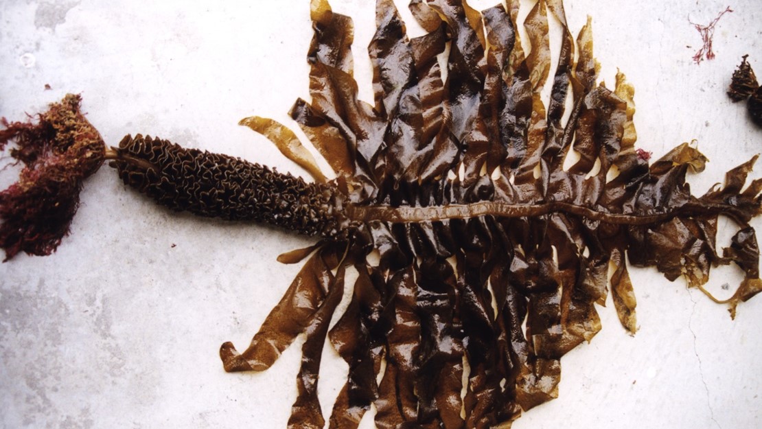 The undaria has long seaweed leaves on either side of a brown midrib. 