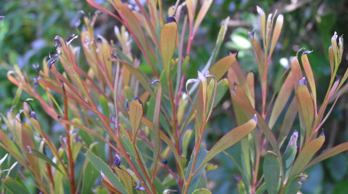 Young leaf tips of Willow-leaved Hakea.