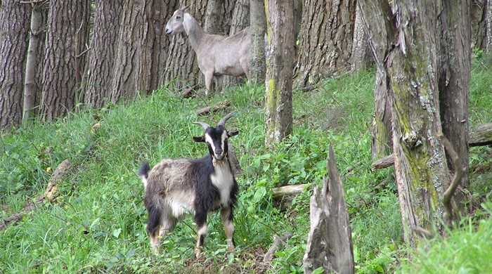 Two goats in a copse of trees.