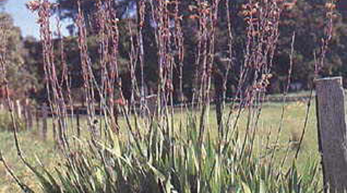 A cluster of bulbil watsonia with dense scrub and tall stalks of flowers towering over the bush.