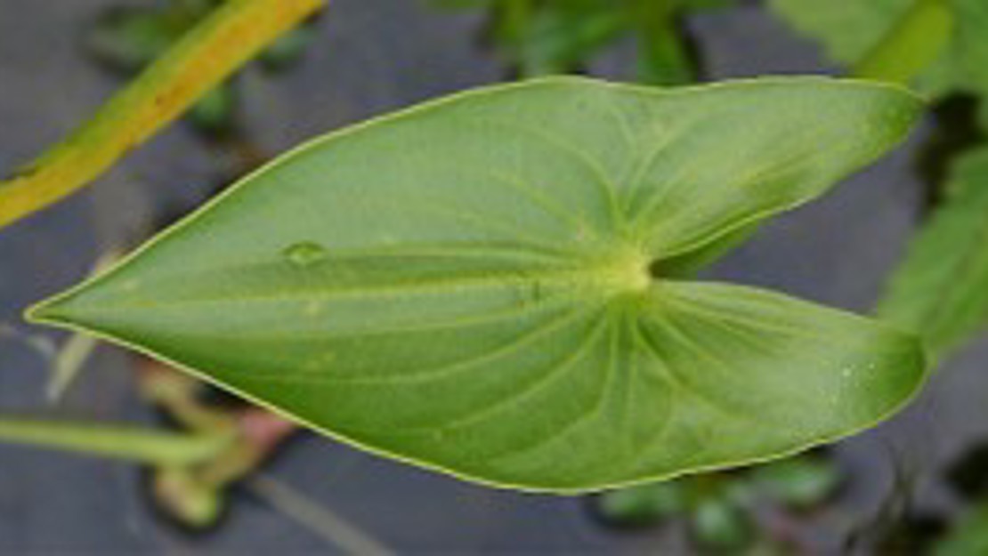 Sagittaria leaves clustered low to the ground.