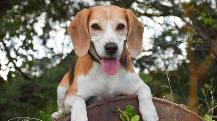 Portrait of an Auckland Council conservation dog called Aria - a Beagle with white and light brown fur.