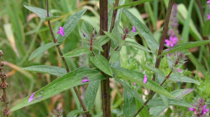 Close up of a purple loosestrife.