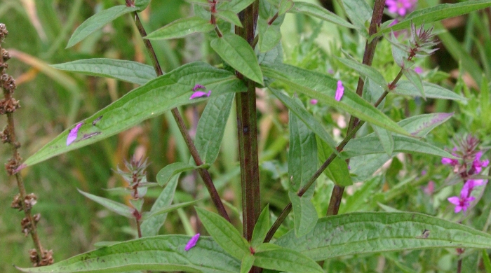 Close up of a purple loosestrife.