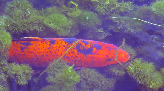 A koi carp swimming between vegetation.