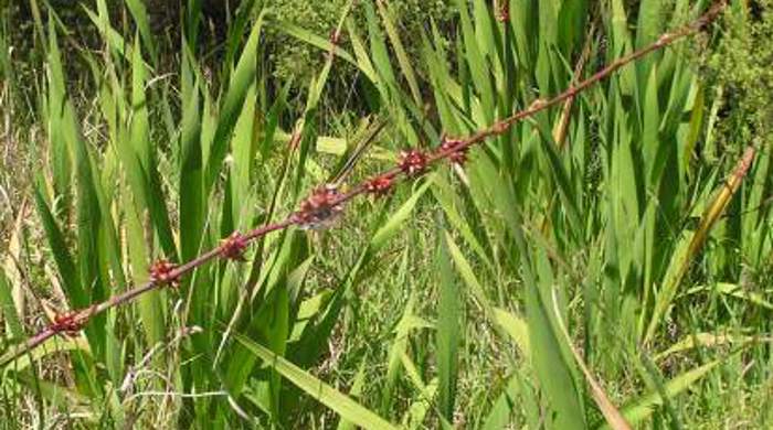 A stalk of bulbil watsonia flowers in the forefront with the bushes towards the back.