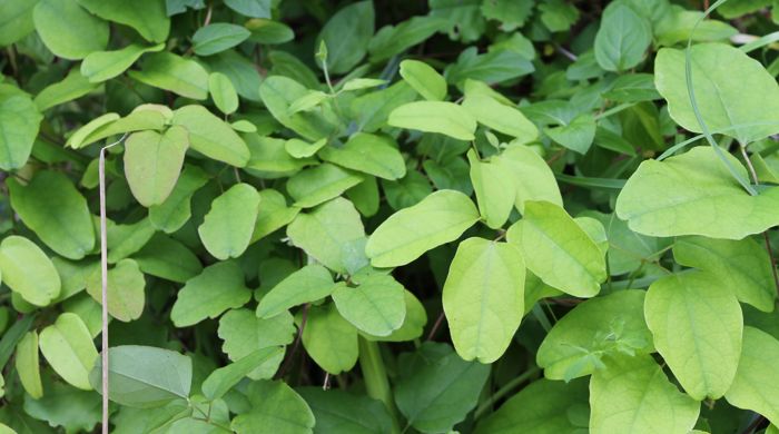 New dense leaf growth of the chocolate vine.