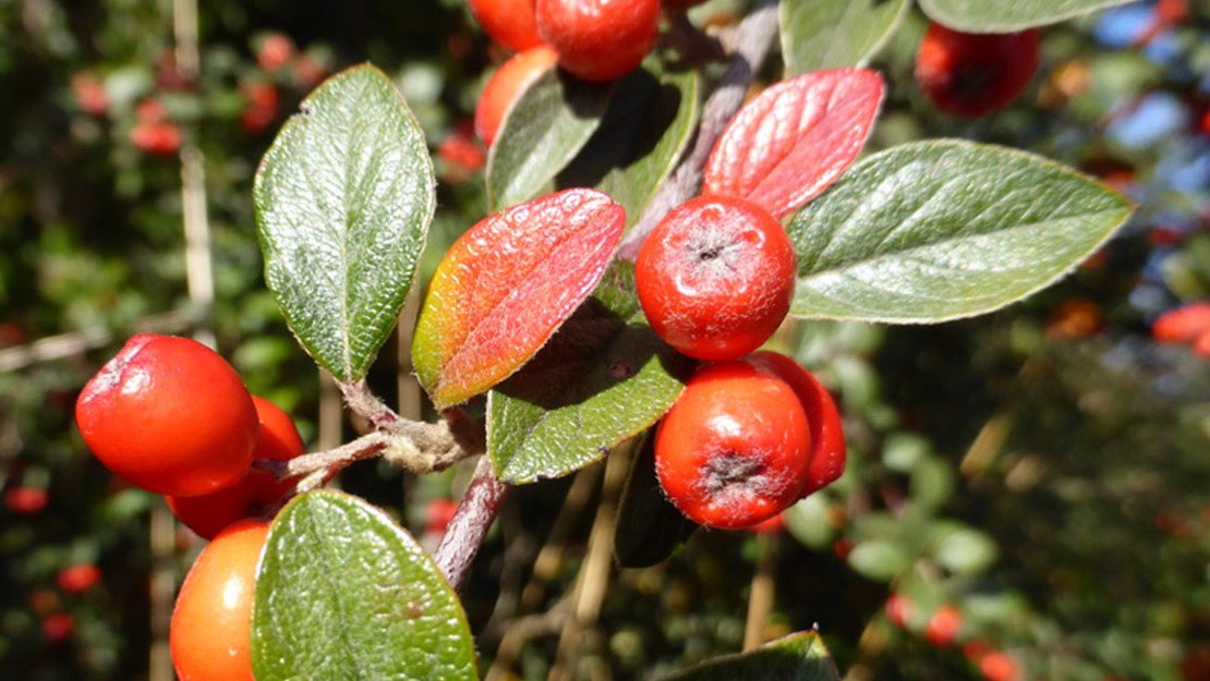 Close up of cotoneaster franchetti fruits and leaves.