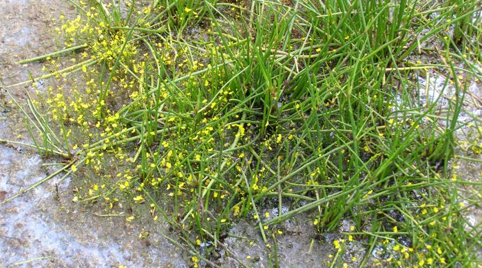 Slightly submerged bladderwort with yellow flowers and tall stalks.