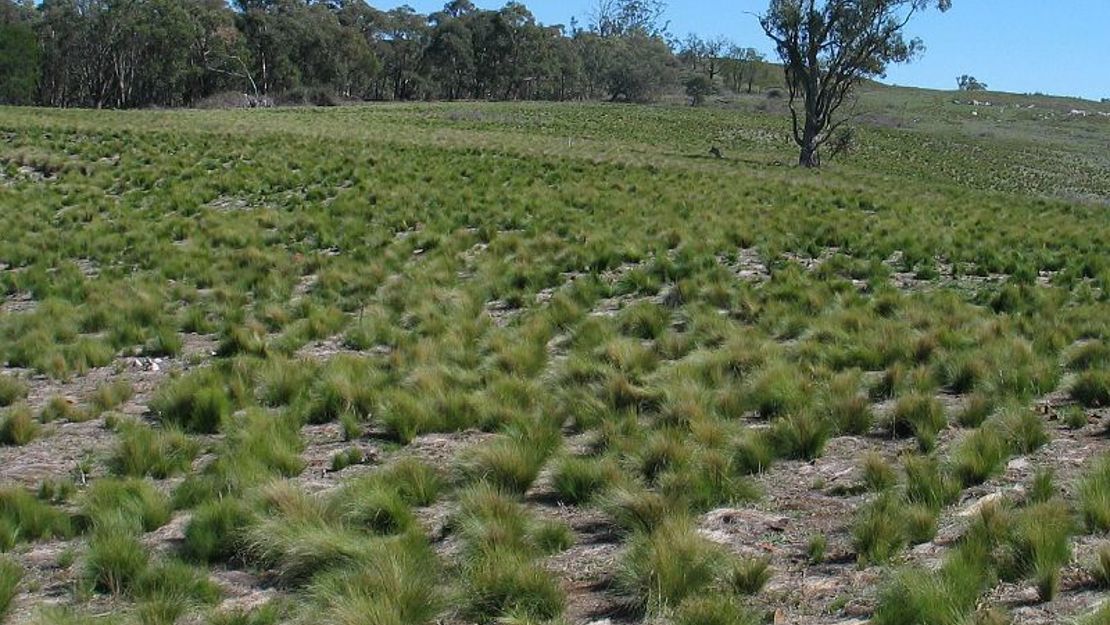 Field of Nasella Tussock.