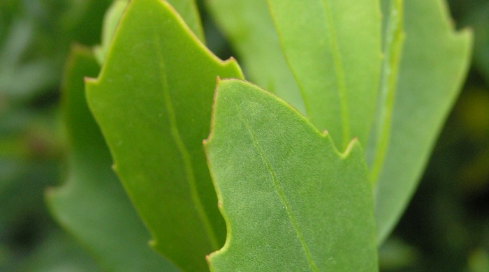 Close up of a boneseed leaf with small barbs at the tip.