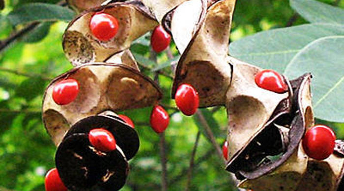 The curled seed pod of a bead tree.