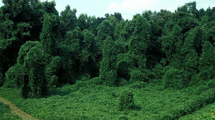 Kudzu Vine smothering an entire forest.