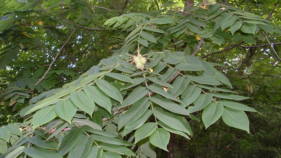 Japanese Walnut leaves and immature fruit.